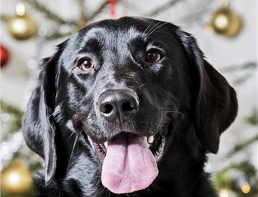 Behandling af hunde
